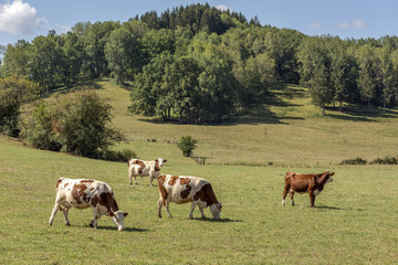 Vaches dans un prés