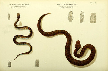 Fototapeta premium Illustration of snake