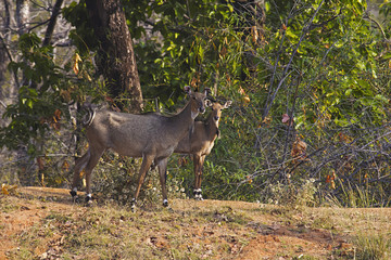 Neelgai female with calf, Bandhavgarh Tiger Reserve, Madhya Pradesh, India