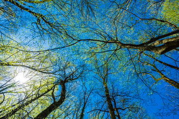 Green Tree Forest