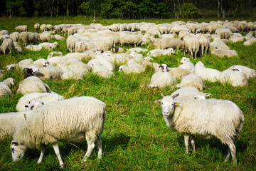 Fototapeta premium Sheep in nature on meadow