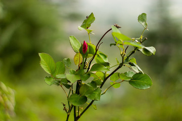 Beautiful red rose bud on branch with green blur background.