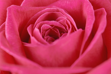 Fototapeta na wymiar One pink rose close-up. Macro photo, beautiful floral background.