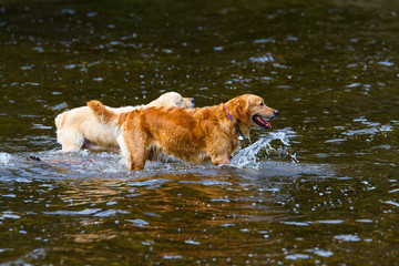 Two dogs