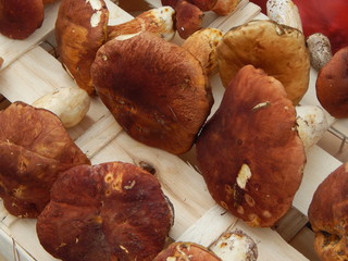 A bunch of fresh white forest bends with brown hats