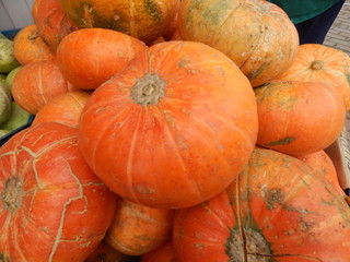 Bright yellow pumpkin close-up, new crop