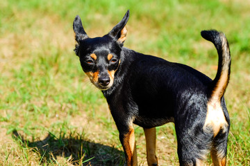 Miniature Pinscher stands on the grass on the lawn. Playing with a ball