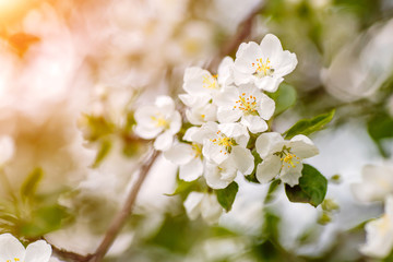 Fototapeta na wymiar Branch of spring apple tree with white flowers, blooming background