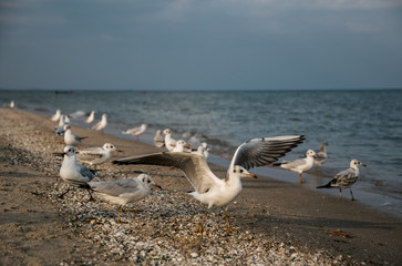 Flock of gulls on a sandy beach in Los Angeles