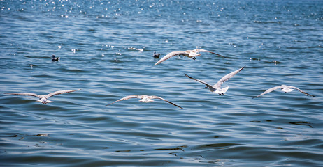 Fototapeta na wymiar Gulls above the surface of the water. Beaches of Los Angeles