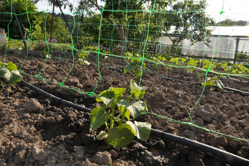 Cucumbers are grown on drip irrigation