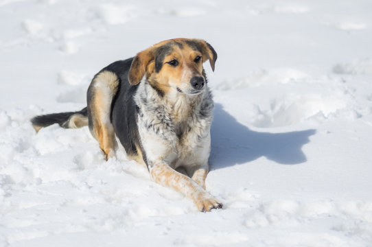 Mixed-breed female dog lying on deep snow and waiting for any command from master