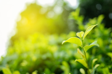 Green leaf in nature view with copy space.