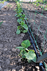 Cucumbers are grown on drip irrigation