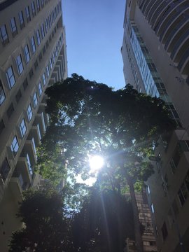 Naturaleza entre edificios 