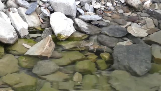 Frog couple playing in pure water on the stones. Amphibian in forest pool. Wild animal in real nature. Summer day.