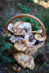 Full basket of autumn mushrooms. Natural organic food. Mushrooms in a natural setting, with earth, leaves and branches of needles. Autumn gathering of mushrooms. Composition with wild mushrooms.