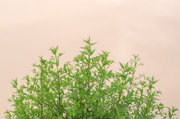 Green leaves are naturally beautiful