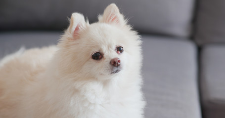 White Pomeranian dog sitting on sofa