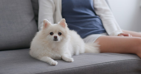 Pet owner touch on her Pomeranian dog