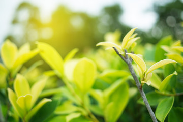 Green leaf in nature view with copy space.