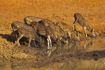 Spotted deer or chital, Axis axis, Bandhavgarh Tiger Reserve, Madhya Pradesh, India