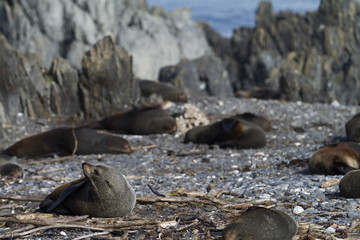 seal colony 20100725