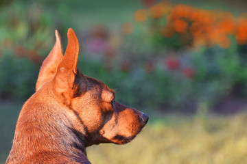 Brown dog miniature pinscher profile view with copy space for text on blurred flowers in garden in...