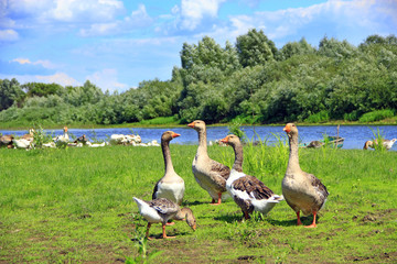 Geese on meadow near river. Domestic birds on pasture in summer
