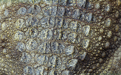 Crocodile skin, close-up