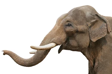 Fotobehang Olifant Hoofd van een olifant, geïsoleerd