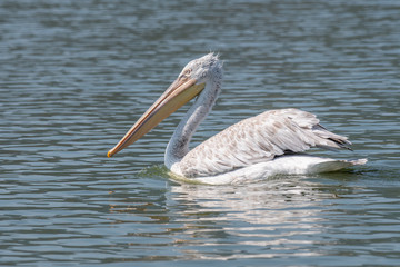 Dalmatian curly pelican (Pelecanus crispus) the world's largest freshwater bird