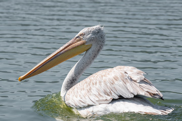 Dalmatian curly pelican (Pelecanus crispus) the world's largest freshwater bird