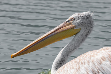 Dalmatian curly pelican (Pelecanus crispus) the world's largest freshwater bird
