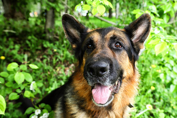 Dog German Shepherd in a park near branch of blossoming apple tree