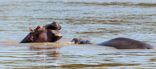 Hippo (Hippopotamus amphibius) in the river