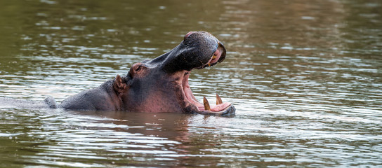 Hippo (Hippopotamus amphibius) in the river