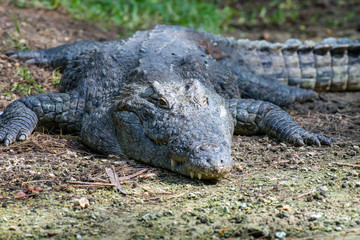 Crocodile in National park of Kenya, Africa