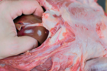 The male hand takes the insides out of the carcass of the animal.