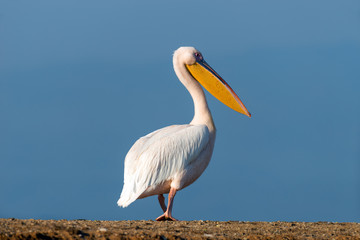 Great white pelican