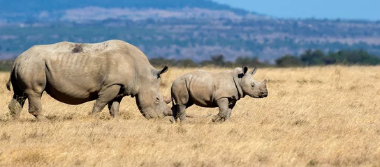Zelfklevend Fotobehang African white rhino © byrdyak
