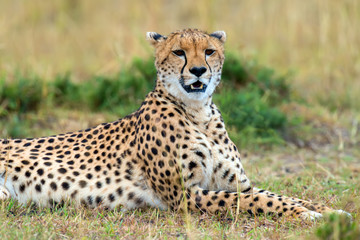 Naklejka na ściany i meble Wild african cheetah