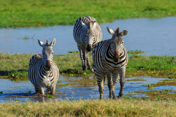 Naklejka na ściany i meble Zebra on grassland in Africa
