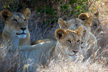 Lion in National park of Kenya