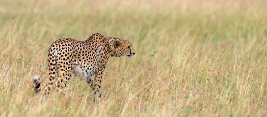 Naklejka premium Wild african cheetah
