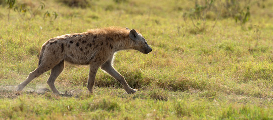Naklejka na ściany i meble Spotted Hyena (Crocuta crocuta) in the park