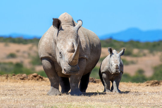 African White Rhino