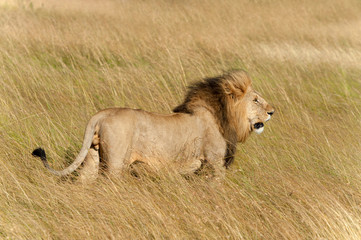 Plakaty  Samiec lwa w Parku Narodowym Kenii