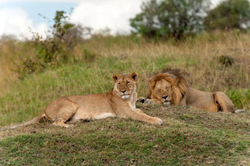 Lion in National park of Kenya