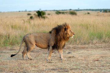 Naklejka na ściany i meble Lion male in National park of Kenya